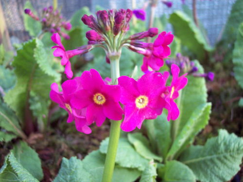9 X plants Primula Harlow Carr Hybrids