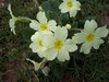 5 X Primroses Primula vulgaris