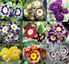 Auricula starter collection, 9 varieties, plus printed labels