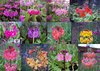 20 X plants Primula Harlow Carr Hybrids