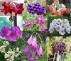 Garden Primula Collection #1