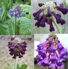 4 X plant Smaller Asiatic and European Primula species collection