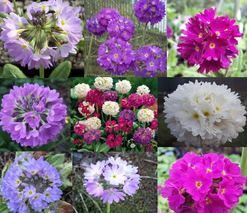 Drumstick primula collection spring display