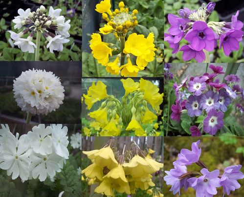 Primula starter collection # 3 contrasting colours