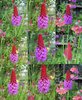 9 X plants of Primula vialii Orchid primrose
