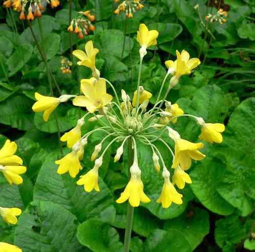 8 X plant Scented collection, Primula florindae