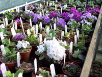 6 X plant Alpine Primula collection - your choice