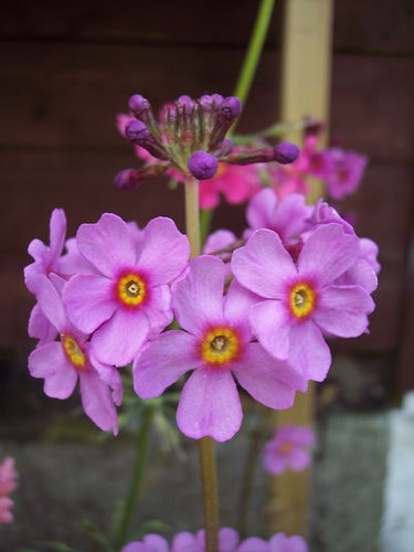 9 X plants of Primula bulleyana subsp. beesiana