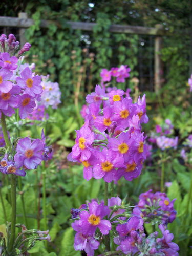 9 X plants of Primula bulleyana subsp. beesiana