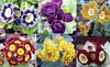 Auricula starter collection, X 6 varieties, plus printed labels