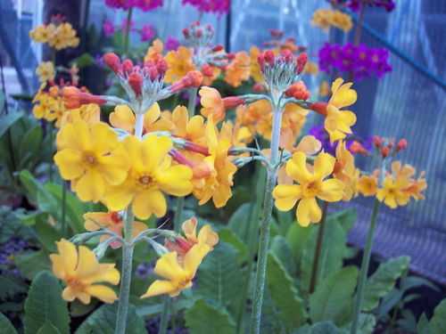 10 X plants of Primula bulleyana