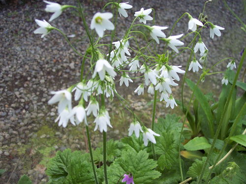 8 X plants of Primula matthioli var alba spring flowering, dappled moist